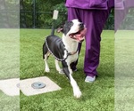 Small #3 American Staffordshire Terrier Mix