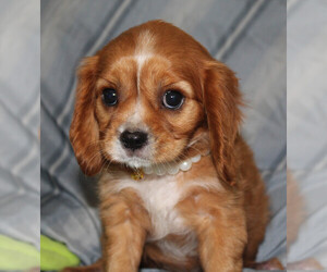 Cavalier King Charles Spaniel Puppy for sale in BROOKSVILLE, FL, USA