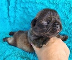 Small #1 French Bulldog