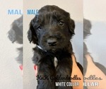 Small Photo #2 Goldendoodle Puppy For Sale in BURLESON, TX, USA