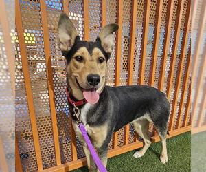 Medium German Shepherd Dog Mix