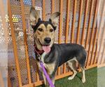 Small German Shepherd Dog Mix