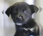 Small #1 Siberian Husky Mix