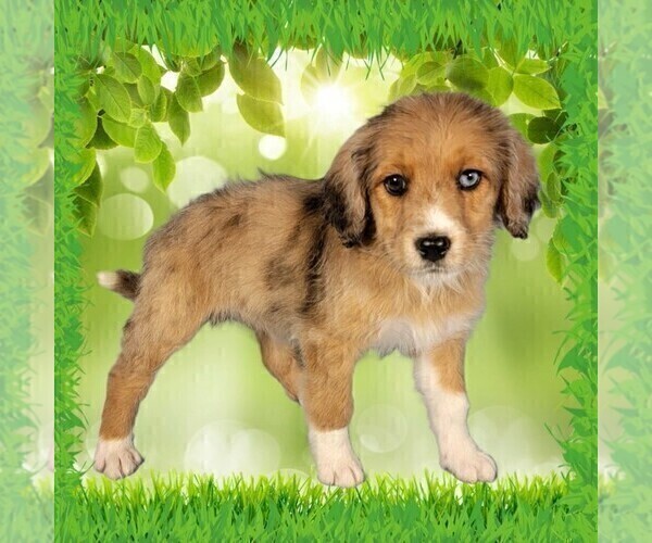 Medium Photo #14 Bernedoodle (Miniature) Puppy For Sale in BLACK FOREST, CO, USA