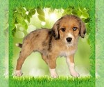 Small Photo #48 Bernedoodle (Miniature) Puppy For Sale in BLACK FOREST, CO, USA