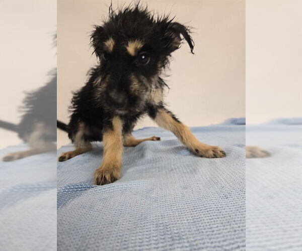 Medium Photo #4 Mutt Puppy For Sale in Sebec, ME, USA