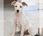 Small #1 Retriever  Mix