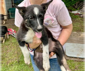 Border Collie-Unknown Mix Dogs for adoption in Minneapolis, MN, USA