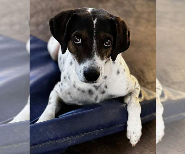 Medium Photo #5 Pointer-Unknown Mix Puppy For Sale in Queen Creek, AZ, USA