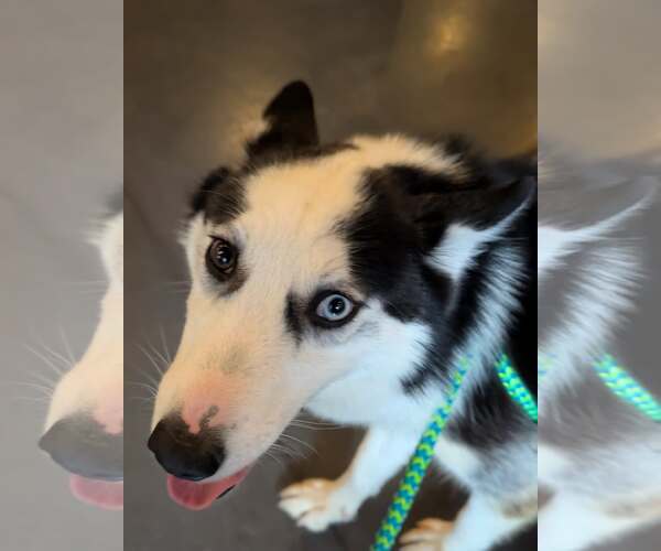 Medium Photo #5 Siberian Husky Puppy For Sale in Holly Springs, NC, USA