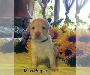 Labrador Retriever Puppy for sale in SMYRNA, DE, USA