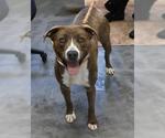 Small Labrador Retriever Mix