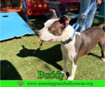 Small #8 American Pit Bull Terrier Mix