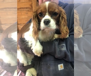 Cavalier King Charles Spaniel Puppy for Sale in SAINT LOUIS, Michigan USA