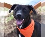 Small American Staffordshire Terrier