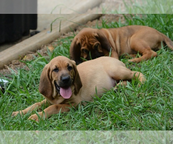 Medium Photo #10 Bloodhound Puppy For Sale in CORNING, AR, USA