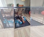 Small #14 Doberman Pinscher