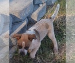 Small Photo #23 Australian Cattle Dog Puppy For Sale in SYLMAR, CA, USA