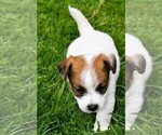 Small #1 Russell Terrier
