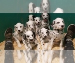 Small Photo #3 Dalmatian Puppy For Sale in DUVALL, WA, USA