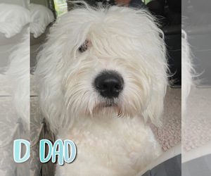 Father of the Sheepadoodle puppies born on 07/31/2021