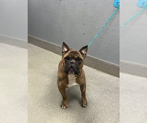 Bulldog-Unknown Mix Dogs for adoption in Las Vegas, NV, USA