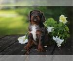 Puppy Molly Cavapoo