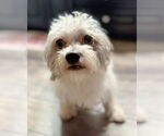 Small #1 Poodle (Miniature) Mix