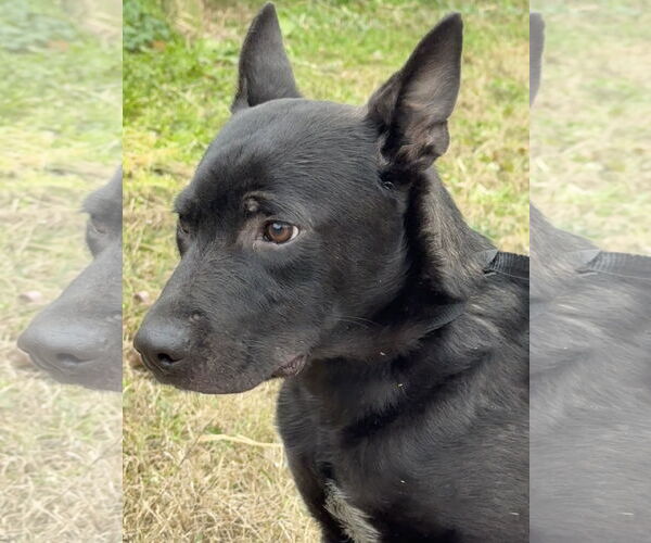 Medium Photo #2 Mutt Puppy For Sale in Tarrytown, GA, USA