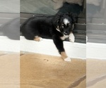 Small #6 Miniature Australian Shepherd