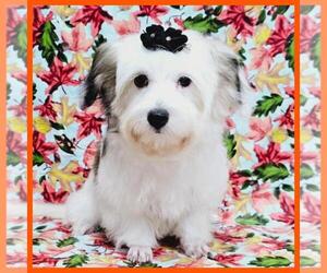 Maltipoo Puppy for sale in TAYLOR, TX, USA