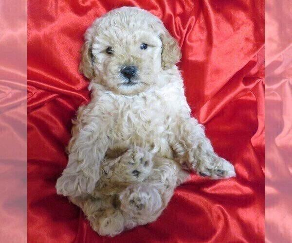 Medium Photo #14 Poodle (Miniature) Puppy For Sale in NORWOOD, MO, USA