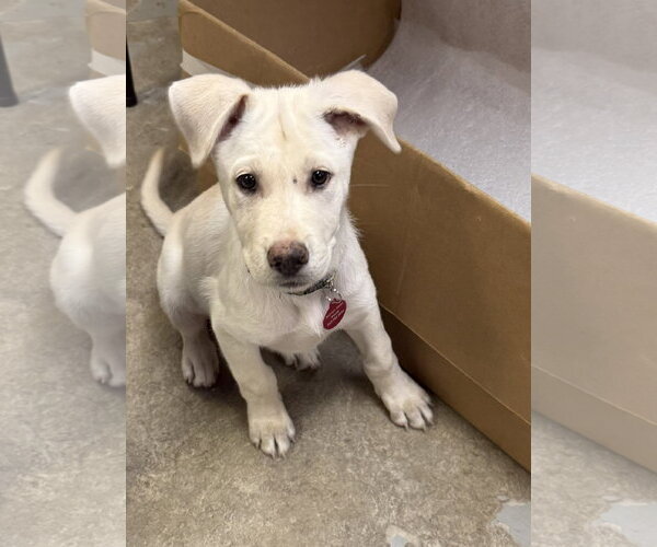 Medium Photo #2 Labrador Retriever-Unknown Mix Puppy For Sale in Genesee, WI, USA