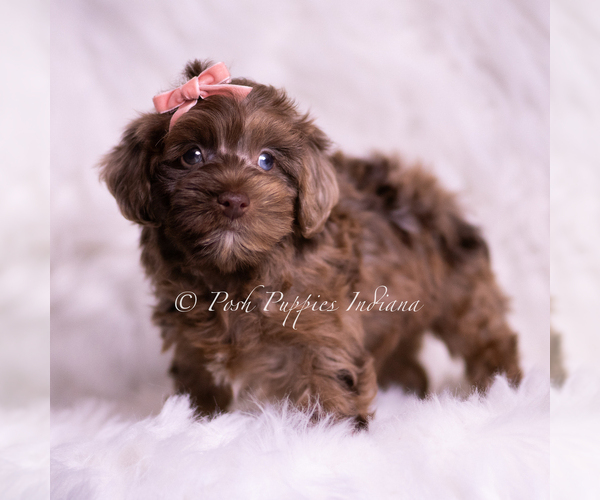 Medium Photo #11 Yorkipoo Puppy For Sale in WARSAW, IN, USA