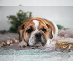 Puppy Bella Beabull