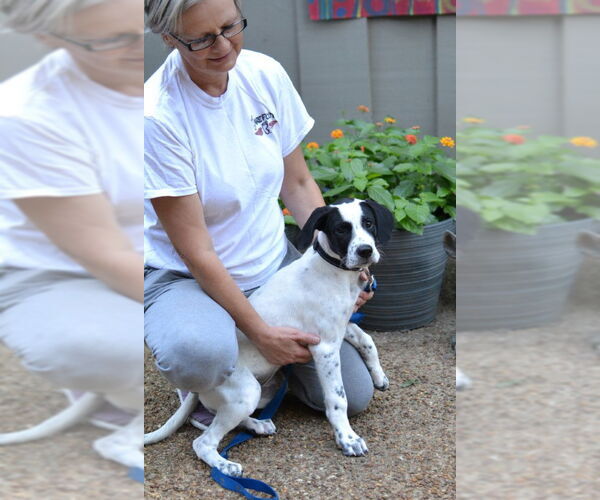 Medium Photo #4 Great Pyrenees-Pointer Mix Puppy For Sale in Germanton, TN, USA