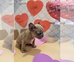 Small Photo #13 French Bulldog Puppy For Sale in BALDWIN PARK, CA, USA