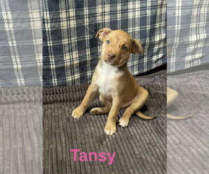 Mutt Dogs for adoption in Topeka, KS, USA