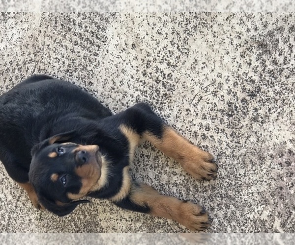 Medium Photo #3 Rottweiler Puppy For Sale in KISSIMMEE, FL, USA