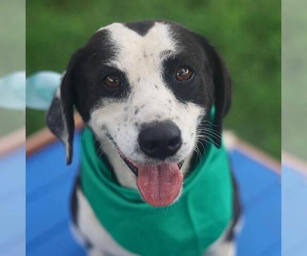 Medium Photo #1 Mutt Puppy For Sale in San Antonio, TX, USA