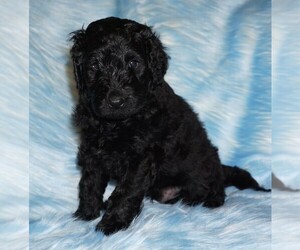 Labradoodle Puppy for sale in LA HABRA, CA, USA