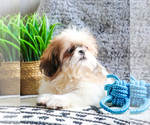 Small Photo #22 Shih Tzu Puppy For Sale in SYRACUSE, IN, USA