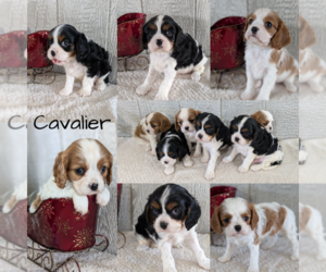 Cavalier King Charles Spaniel Litter for sale in GOSHEN, IN, USA