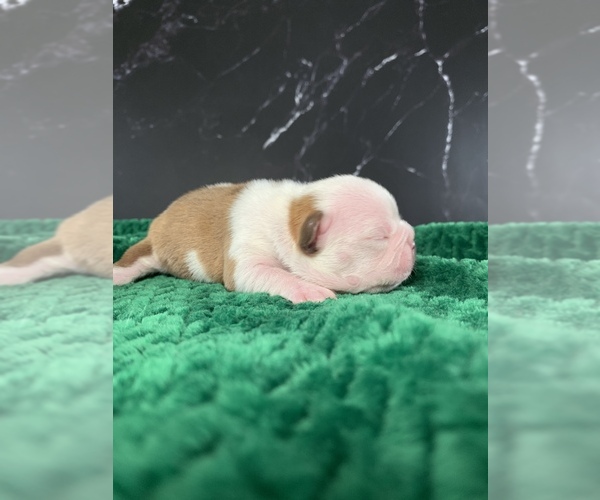 Medium Photo #41 Boston Terrier Puppy For Sale in TULARE, CA, USA