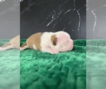 Small Photo #41 Boston Terrier Puppy For Sale in TULARE, CA, USA