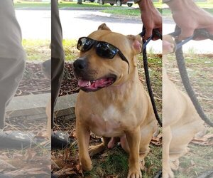 Archibald - Male Mutt Dog for Adoption - Photo #6