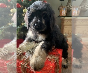 Bernedoodle Puppy for sale in RICHMOND, IL, USA