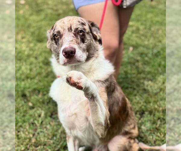 Medium Photo #2 Australian Shepherd-Unknown Mix Puppy For Sale in Yardley, PA, USA
