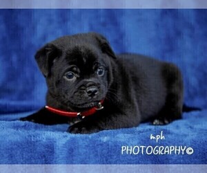 Jug-Shiba Inu Mix Puppy for sale in LIBERTY, KY, USA
