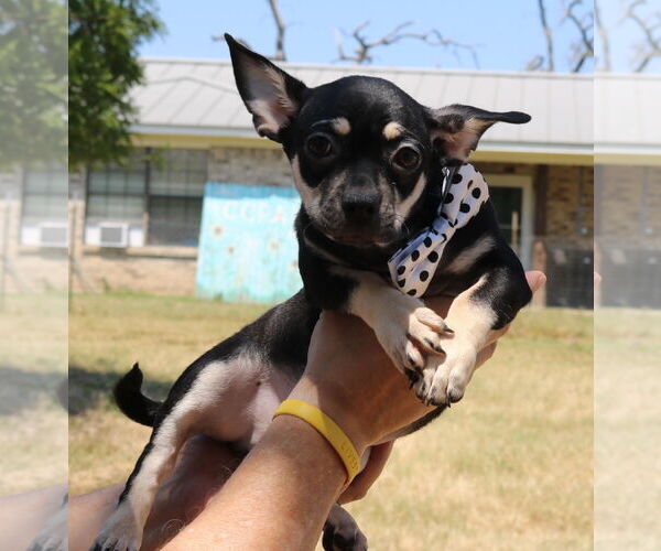 Medium Photo #1 Chug Puppy For Sale in Bandera, TX, USA